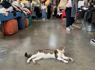 Cat at a bazaar in Istanbul