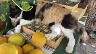 Calico Cyprus Cat