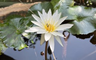 Lotus flower near Chiang Mai, Thailand