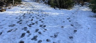 Footpaths in snow on Mt. Watatic